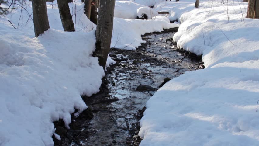 Forest creek, winter