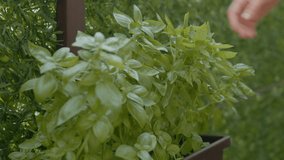 In a sunny garden, a woman carefully picks vibrant basil leaves straight from the plant, preparing to use them in her cooking. The leaves are fresh and fragrant. - Powered by Shutterstock - Get 15% off with code: PIKWIZARD15
