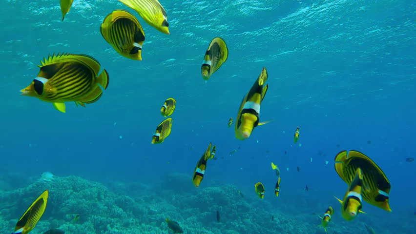 Shoal of curious bright yellow fish follow me and look at camera, Slow motion of school of Raccoon butterflyfish, Chaetodon lunula swim towards the camera lens.