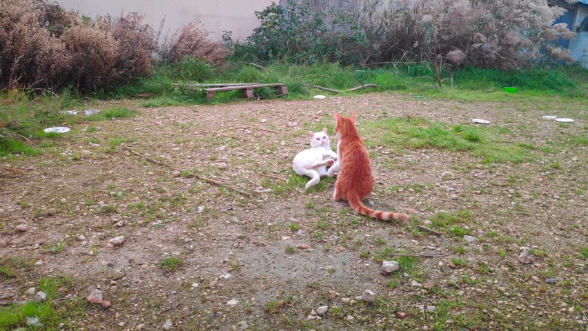 Close-up on two young street cats having a playful fight.