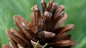 Christmas video of a pine cone with pine needles - Powered by Shutterstock - Get 15% off with code: PIKWIZARD15
