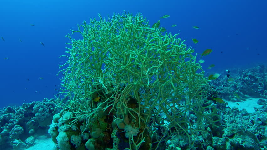 School of orange Anthias fish swim over beautiful branched soft coral in turquoise water, Slow motion of Orange Basslet fish over Soft coral colony, Rumphella torta