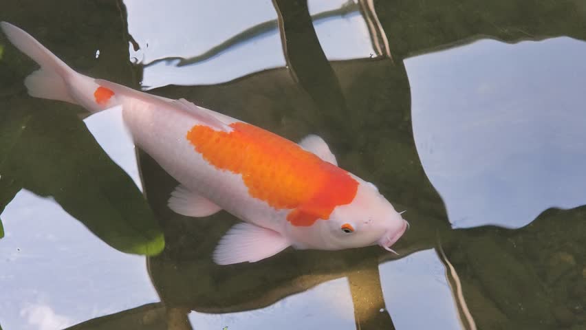 Koi carp fish close-up. Koi fish or carp fish swimming in pond. It golden red orange and yellow of body koi fish. Beautiful color Korean koi.