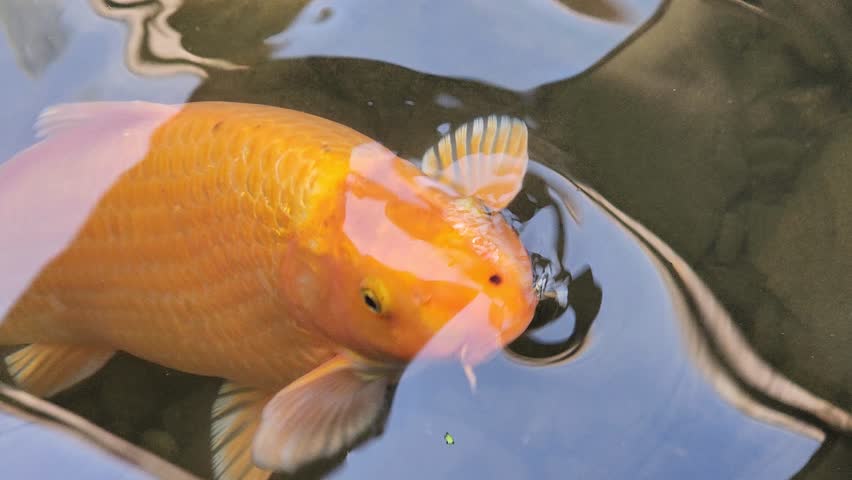 Koi carp fish close-up. Koi fish or carp fish swimming in pond. It golden, orange of body koi fish. Beautiful color Korean koi.