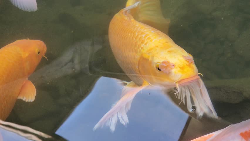 Koi carp fish close-up. Koi fish or carp fish swimming in pond. It golden, orange of body koi fish. Beautiful color Korean koi.