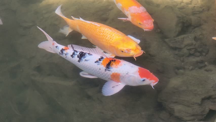 Koi carp fish close-up. Koi fish or carp fish swimming in pond. It golden red orange and yellow of body koi fish. Beautiful color Korean koi.