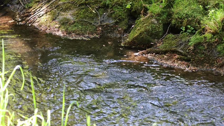 Swarm of mosquitoes over a small stream in summer