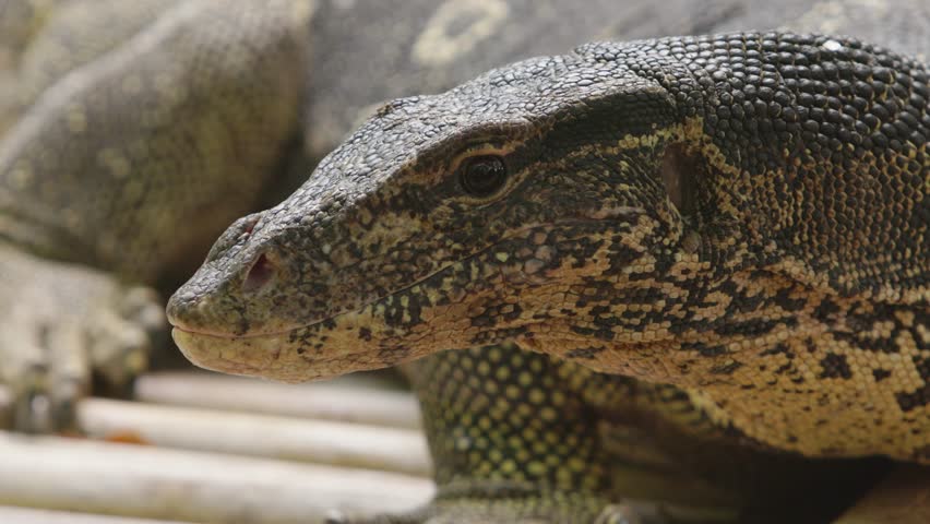  Asian water monitor lizard Varanus salvator closeup head portrait with tongue flick in 4K, reptile behavior footage suitable for scientific studies, wildlife documentaries and zoological projects