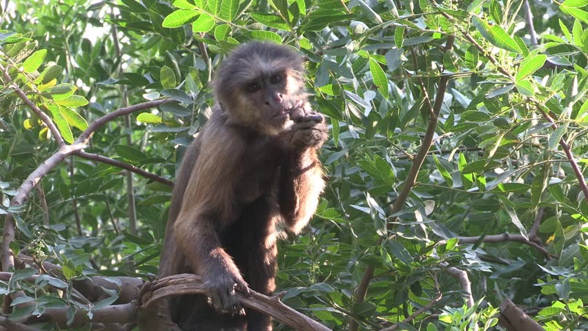 Weeper Capuchin (Cebus nigrivittatus) Sitting on a tree and eating fruit