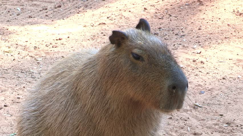 Portrait of a Capybara or Greater Capybara (Hydrochoerus hydrochaeris)