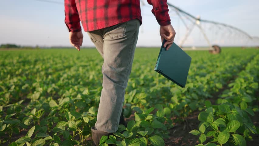 Farmer walking through field of soybeans. Walking people work concept. Farmer using tablet for irrigation of soybeans. Farmer walking through field of soybeans under lifestyle irrigation with tablet.