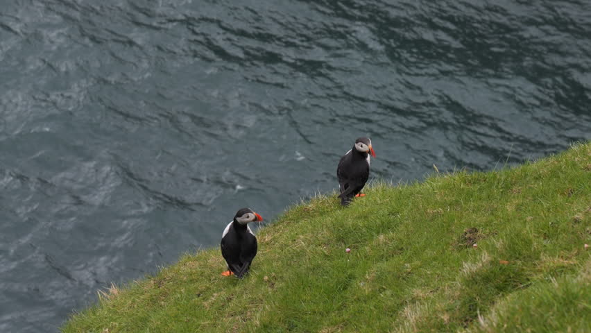 Couple of Atlantic puffins standing on the grassy edge of a cliff in the Faroe Islands