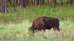 Lone bison buffalo eats grass in colourful meadow in poplar forest - Powered by Shutterstock - Get 15% off with code: PIKWIZARD15