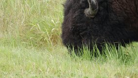 Closeup Plains bison grazes, eating green grass, in profile view - Powered by Shutterstock - Get 15% off with code: PIKWIZARD15