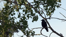 Lone raven perched in poplar tree branch caws, framed against blue sky - Powered by Shutterstock - Get 15% off with code: PIKWIZARD15