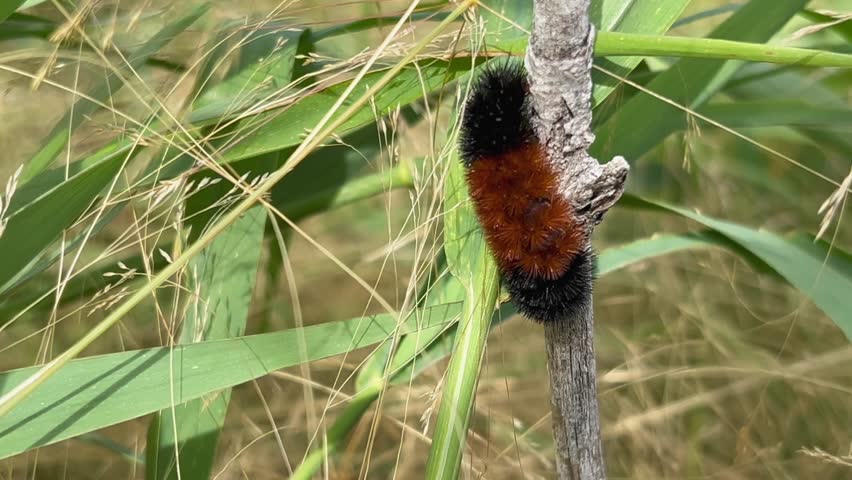 Black and orange striped tiger moth caterpillar on tree branch, closeup