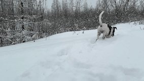 Playful dog enjoys a snowy winter landscape - Powered by Shutterstock - Get 15% off with code: PIKWIZARD15