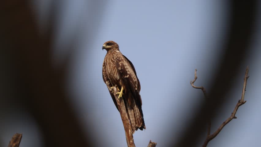 A black kite (milvus migrans ) or possibly an immature eagle or a large buzzard.