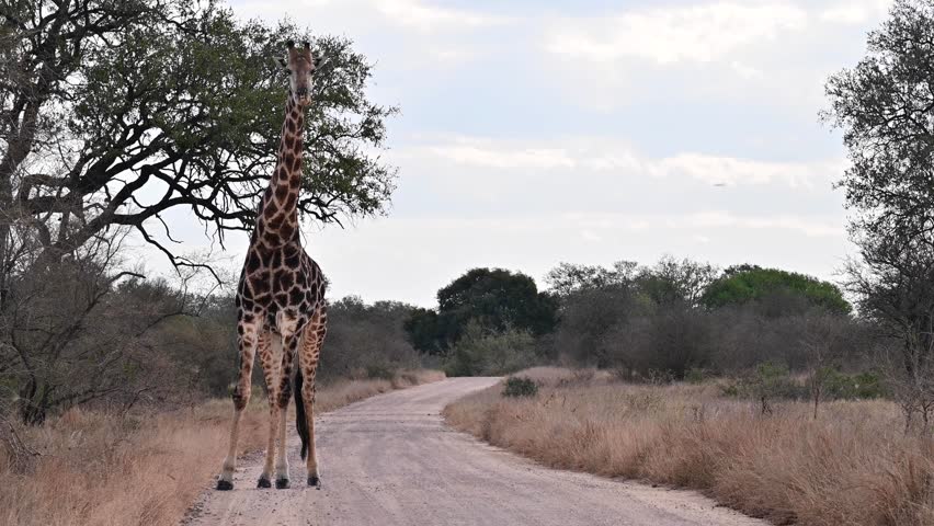 Giraffe walking towards the camera in Kruger National Park in South Africa