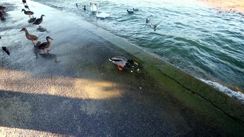 Mallard Duck Standing on Waterfront Stone Ledge with Reflection in Natural Sunlight