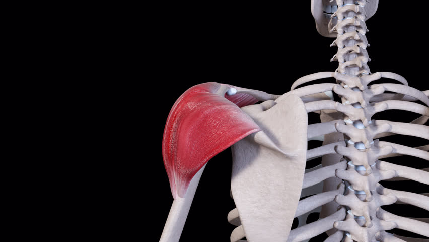 This 3d animation shows a back view of the deltoid muscle movement