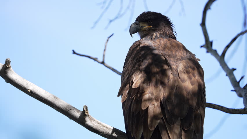 Close-up view of a juvenile bald eagle sitting in a tree in the eye of wilderness.