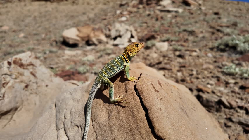 Collared Lizard sitting on a rock near Green River Utah during the summer.