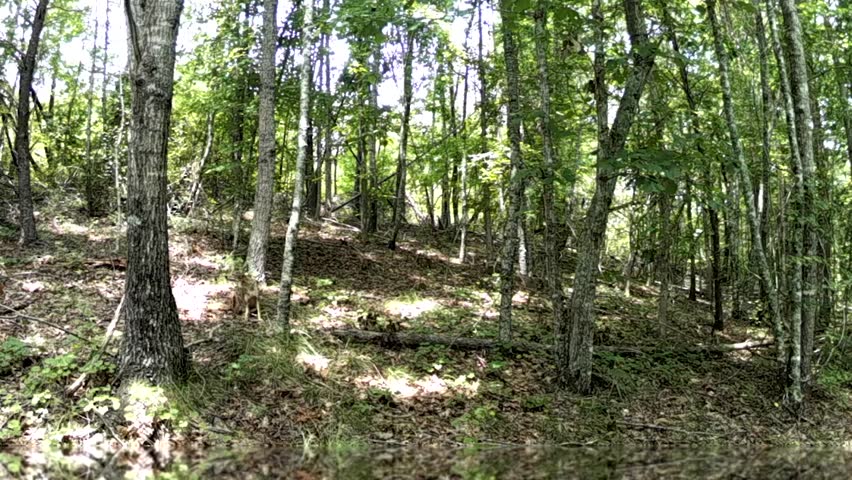 Two coyotes are seen hanging out together in the North Carolina foothills, showing natural wildlife behavior. Recorded in August 2023.