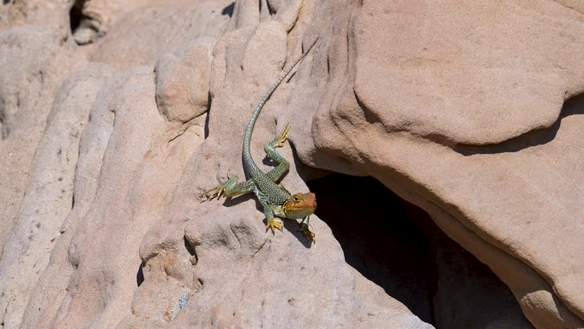 Collared Lizard on the sandstone in the Utah desert near Green River.