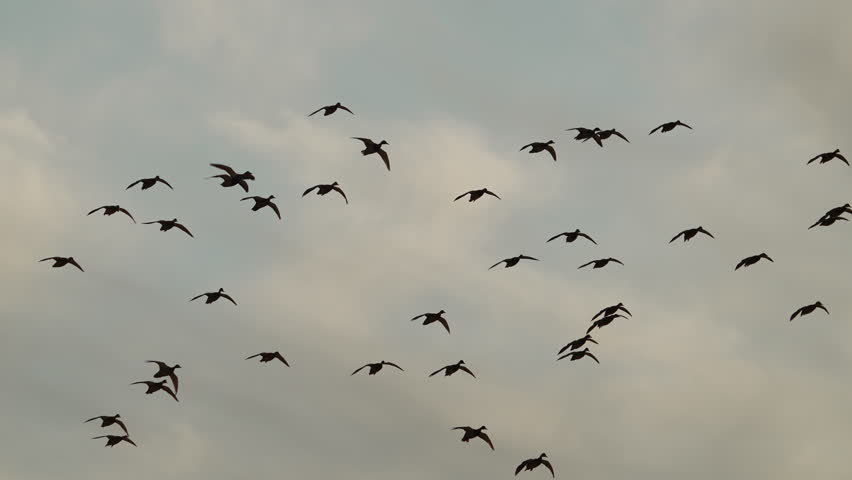 Flock of ducks, flying through the sky as they moved to land in a golden field in Wyoming.