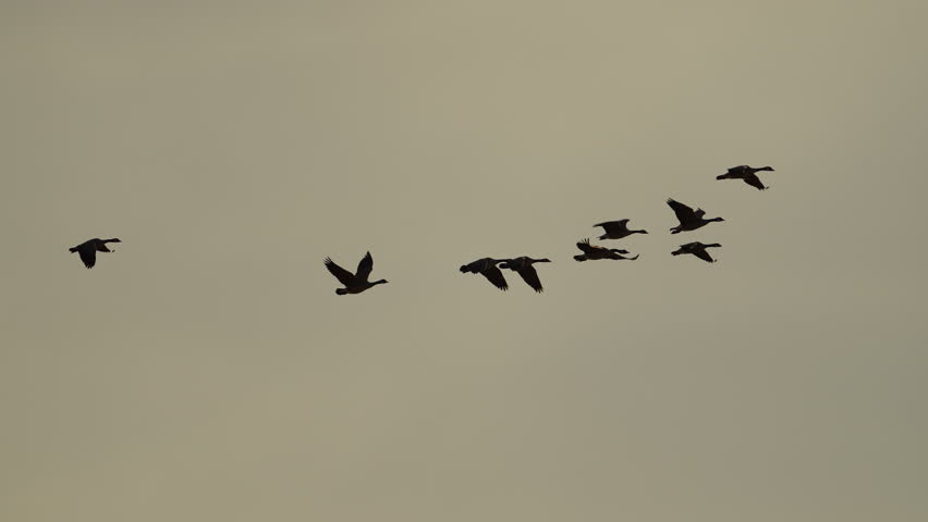 Flock of geese migrating through the sky over Wyoming in slow motion.
