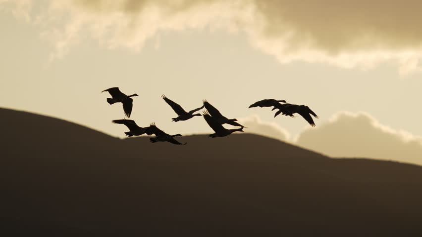 Geese flying through the sky silhouetted against a sunset as they migrate through Wyoming.