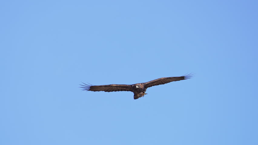 Golden eagle gliding through the sky over Wyoming flapping its wings in slow motion.