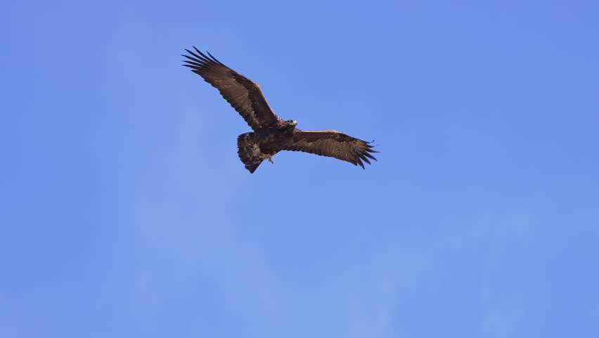 Close-up of a golden eagle gliding in the sky over Wyoming on a sunny day.