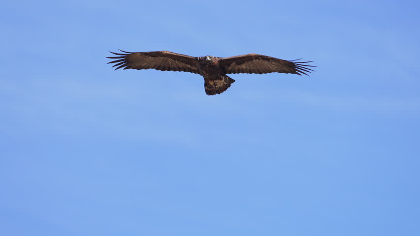 Golden Eagle flying against the blue sky over Wyoming on a sunny day.