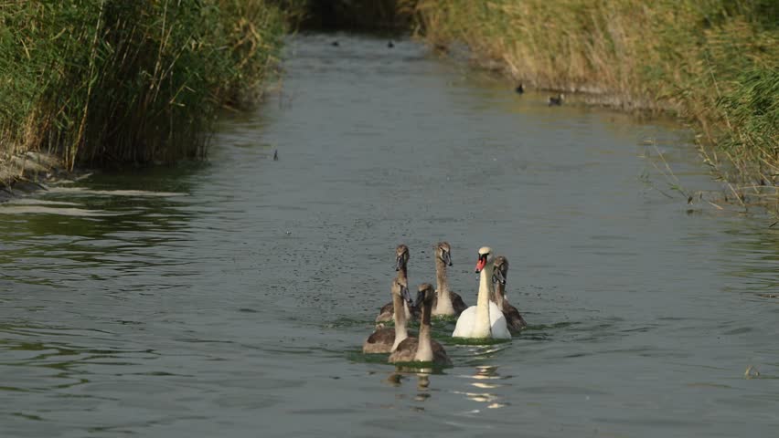 An adult mute swan gracefully swims along the river, followed by its young cygnets. Captured in slow motion in their natural habitat.
