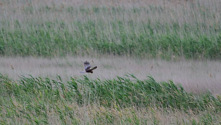Western Marsh Harrier Circus aeruginosus flies low over a dense reed bed, scanning the area for prey. slow motion.