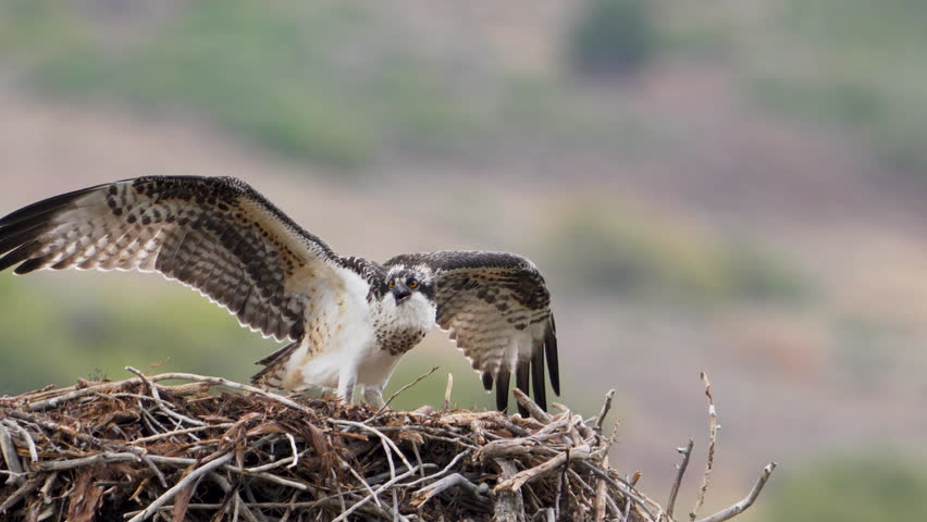 Juvenile Osprey chirping as another flies by its nest as it is clenching a fish.