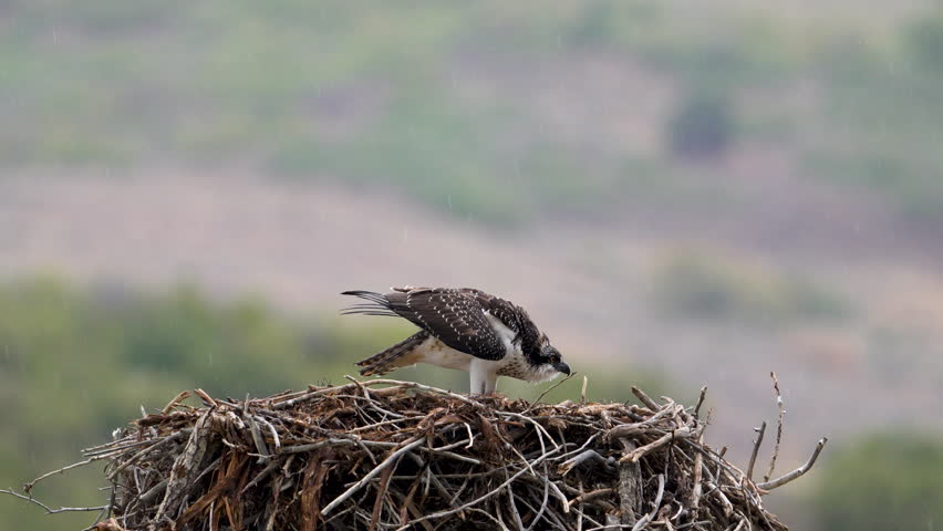 Juvenile osprey chirping as one lands in the nest next to the other in the Utah wilderness.
