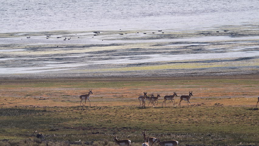 Pronghorn antelope running on the banks of Lake Viva Naughton in Wyoming.