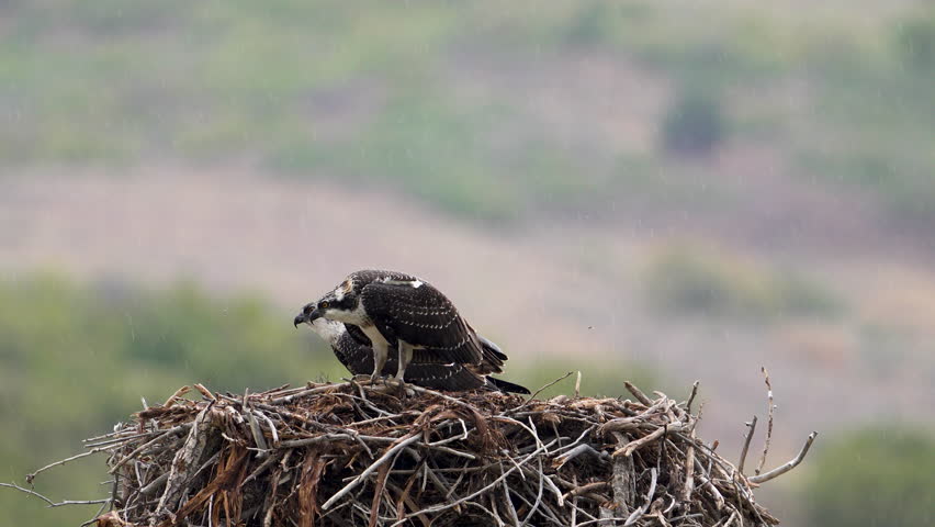 Two juvenile osprey sitting in their nest as they chirp in the rain.