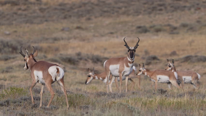Herd of pronghorn moving through a landscape in Wyoming.
