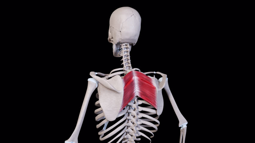 This 3d animation shows the rhomboid muscle movement