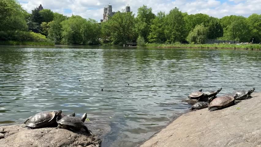 Groups of turtles sunbathing on rocks on Turtle Pond in May in Central Park, Manhattan, New York City