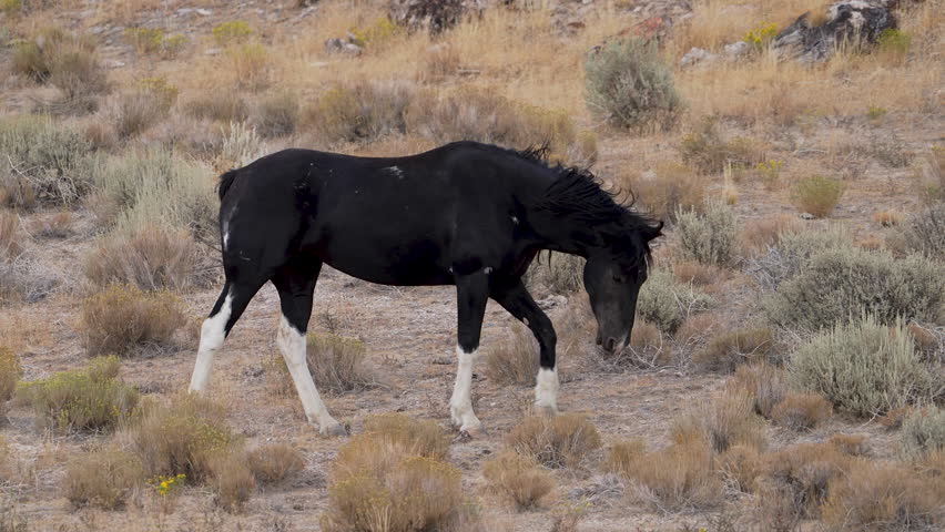 Black wild horse with white socks in the Utah desert.