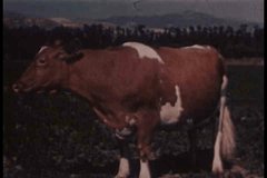 1940s - A 1948 documentary film about milk, dairy and milk products.