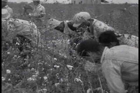 1930s - Racist overtones accompany this 1933 documentary about cotton sharecroppers in the South.