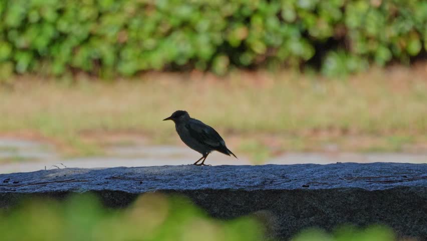 white cheeked starling in a forest