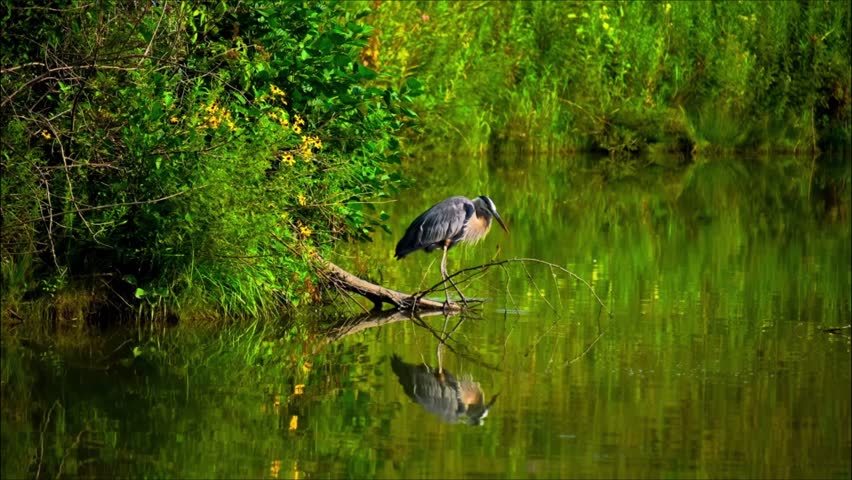 A heron stands gracefully on a branch extending into a calm pond, surrounded by lush green vegetation and yellow wildflowers, with its reflection mirrored in the water.