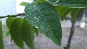 Close-up of custard apple leaf with raindrops after rain in a home garden. Fresh, calm, and natural atmosphere on a cloudy morning, showing beauty of nature after rainfall. - Powered by Shutterstock - Get 15% off with code: PIKWIZARD15